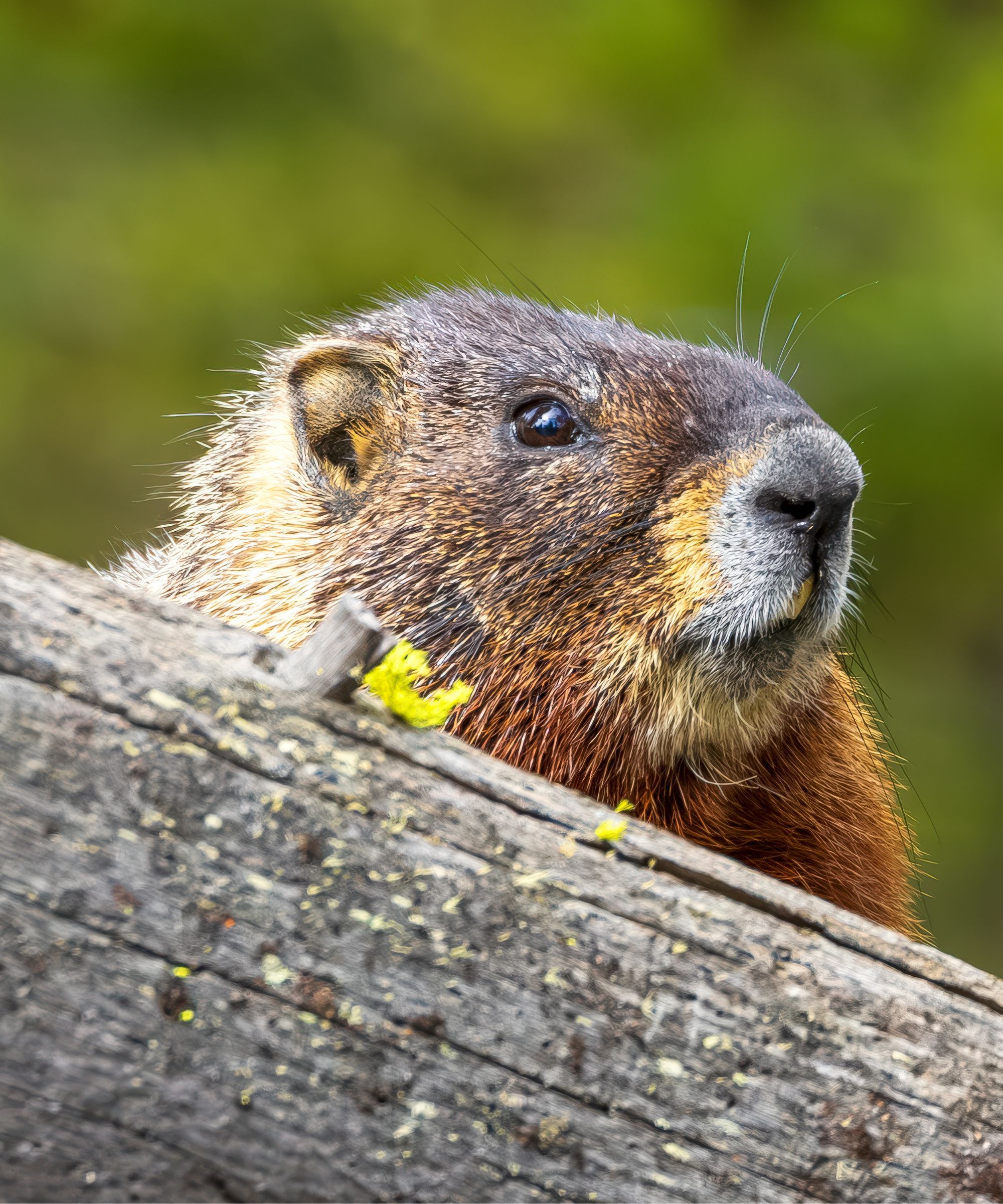 Groundhog peeking out from behind a wooden fence