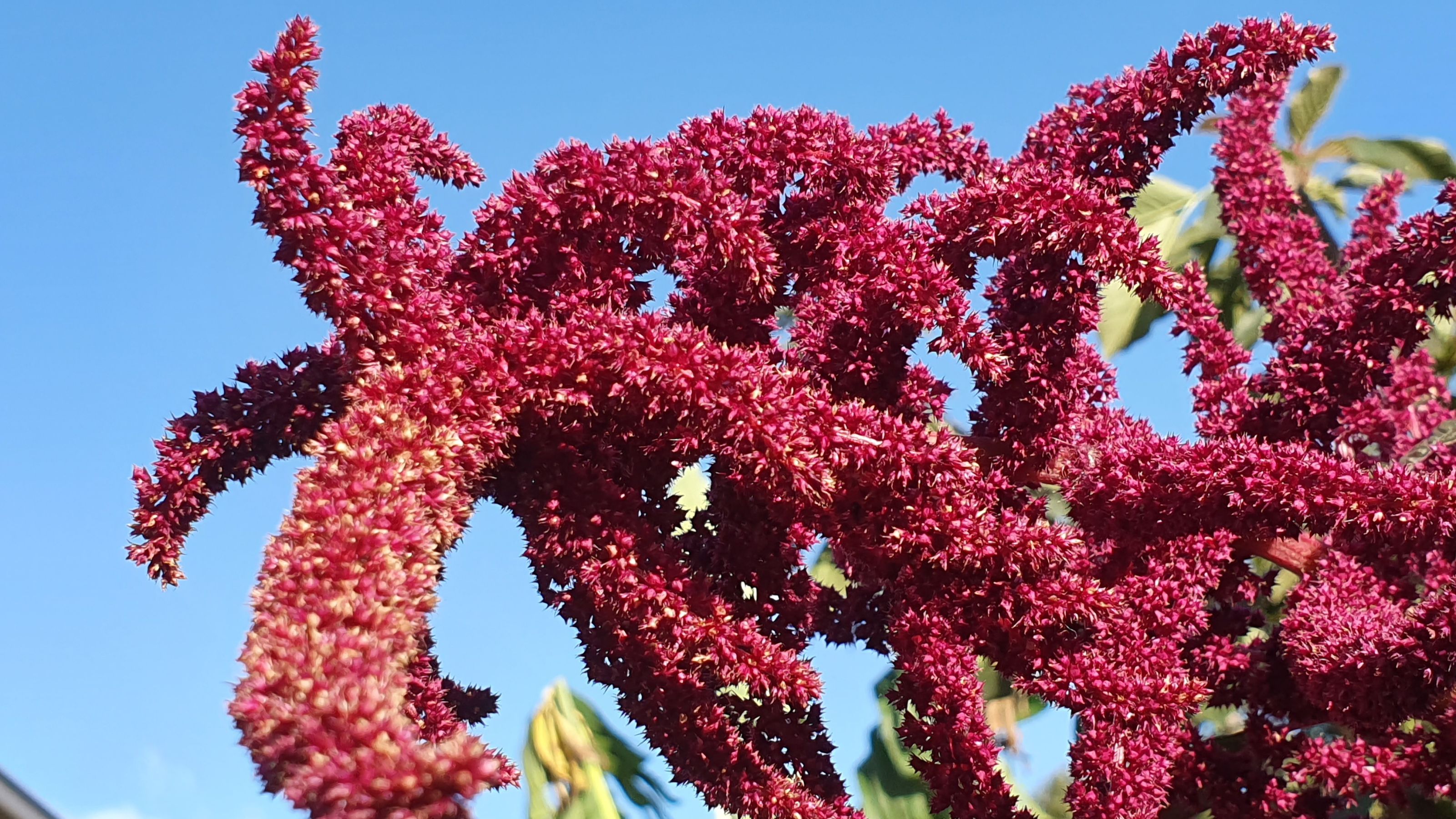 Amaranth plant growing in garden