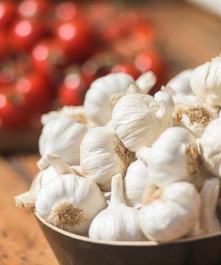 How-to-grow-garlic-RHS-Georgi-Mabee-2