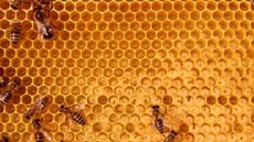 Bees inside a beehive, to represent natural computing