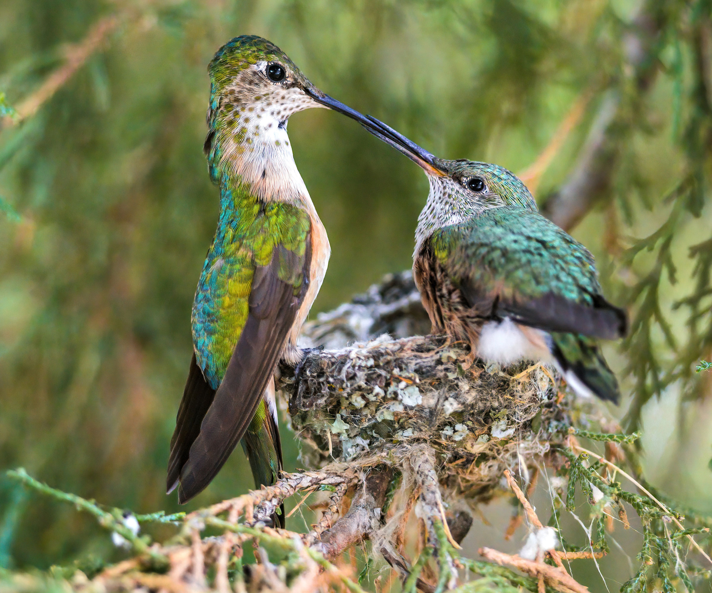 hummingbird parent feeding baby in nest