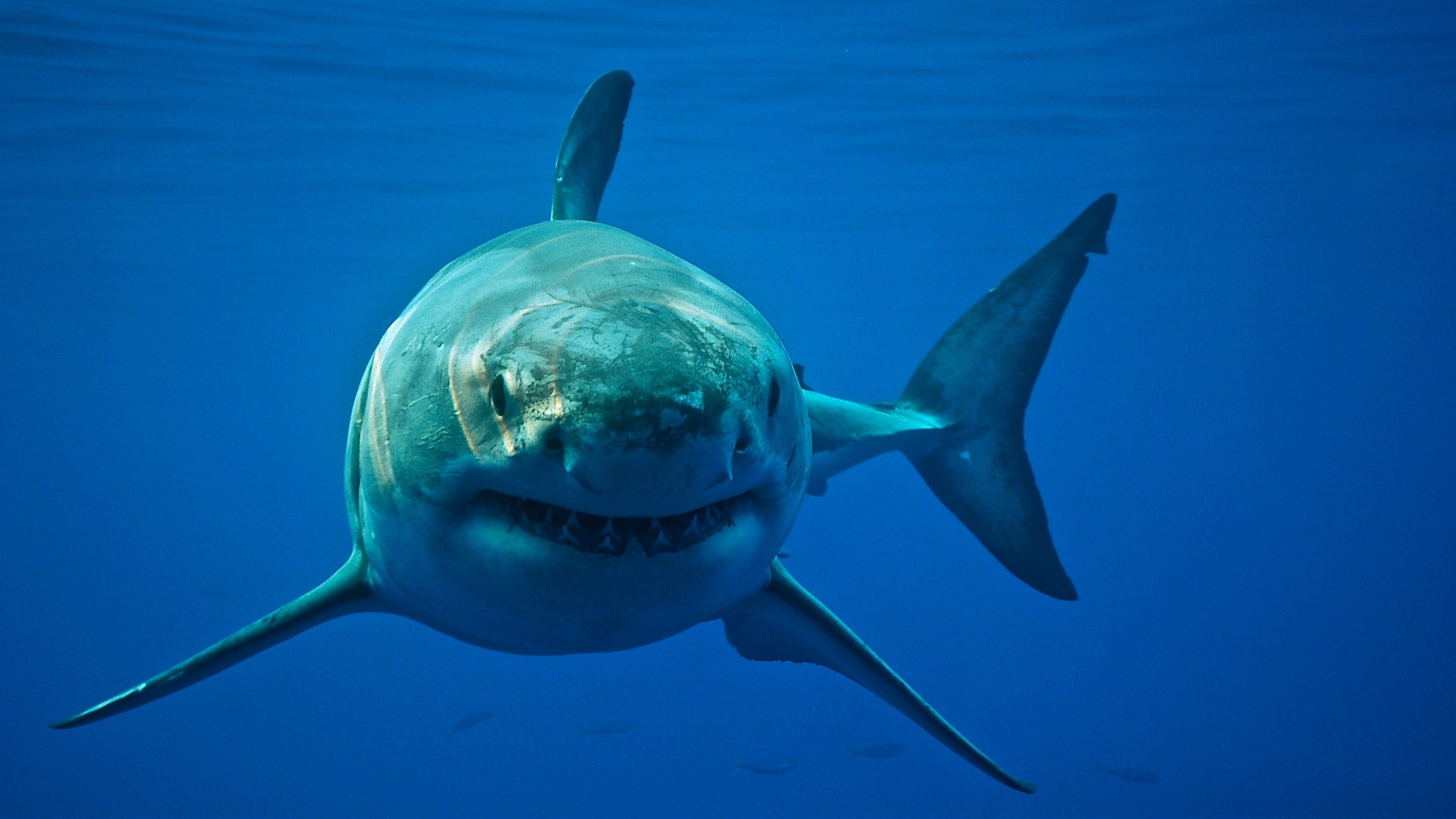 a great white shark facing the camera