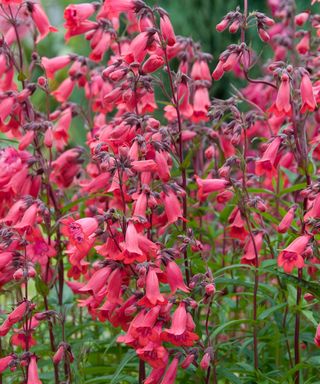 Red flowers of penstemon ‘Andenken an Friedrich Hahn’