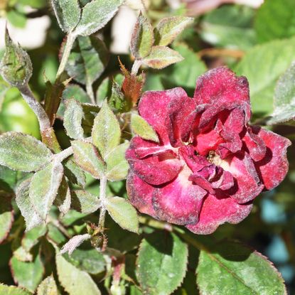 Powdery mildew on roses