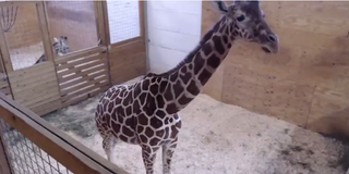 April, the pregnant giraffe, during her live-stream on YouTube