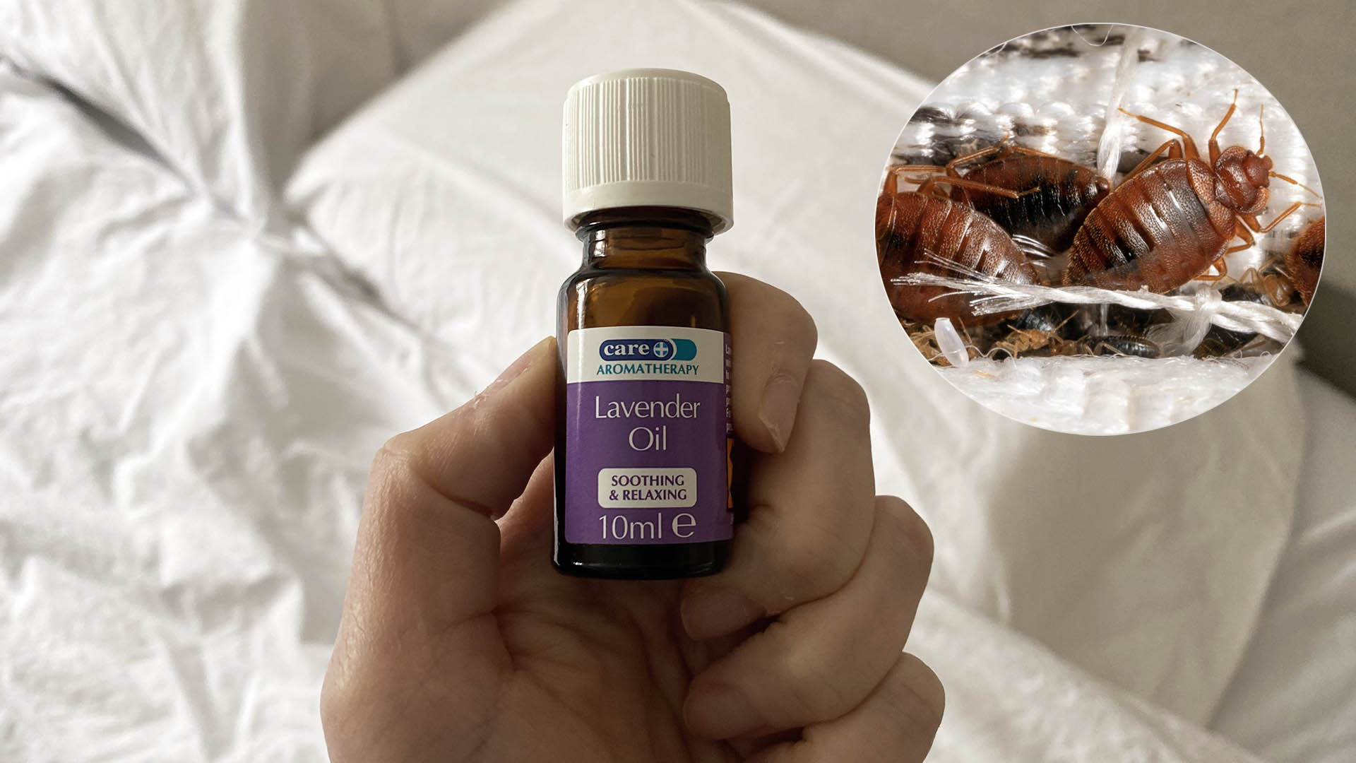 A close up of a hand holding a bottle of lavender essential oil over a bed. In the top left corner is an insert showing a close up of bed bugs