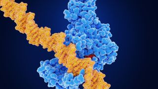 Medical illustration of the enzyme DNA methyl transferase in blue transferring a methyl group in red to DNA in yellow