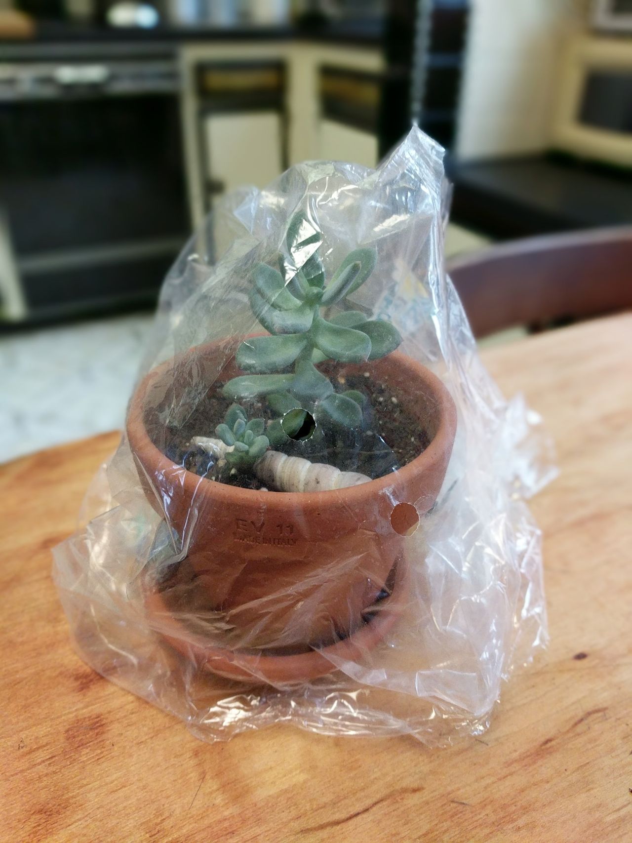 Tiny Potted Plant Covered With Plastic