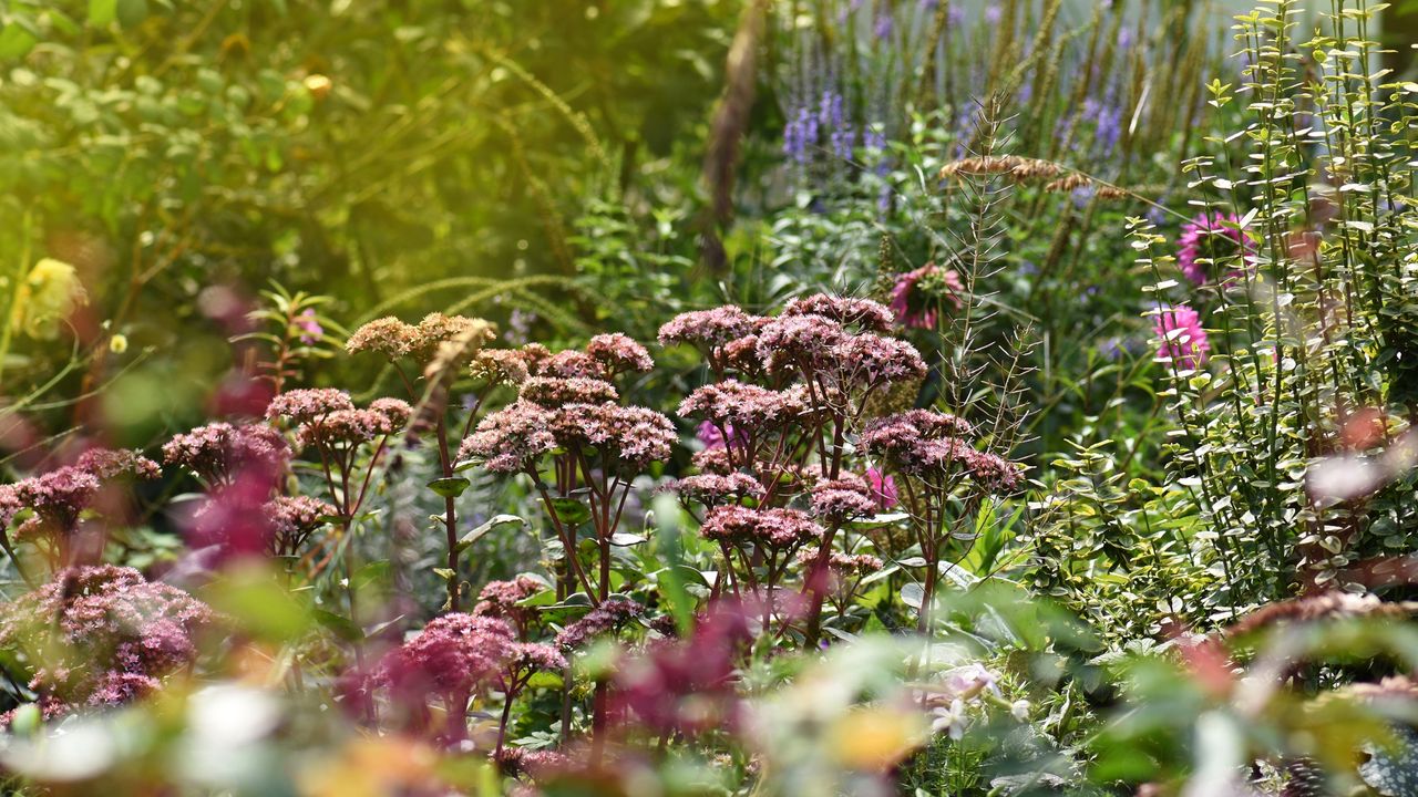 Autumn garden