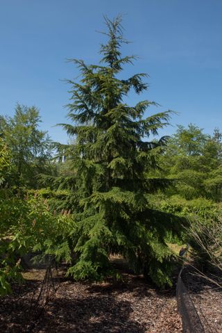 Evergreen Coniferous Western Hemlock or Western Hemlock Spruce Tree (Tsuga heterophylla)