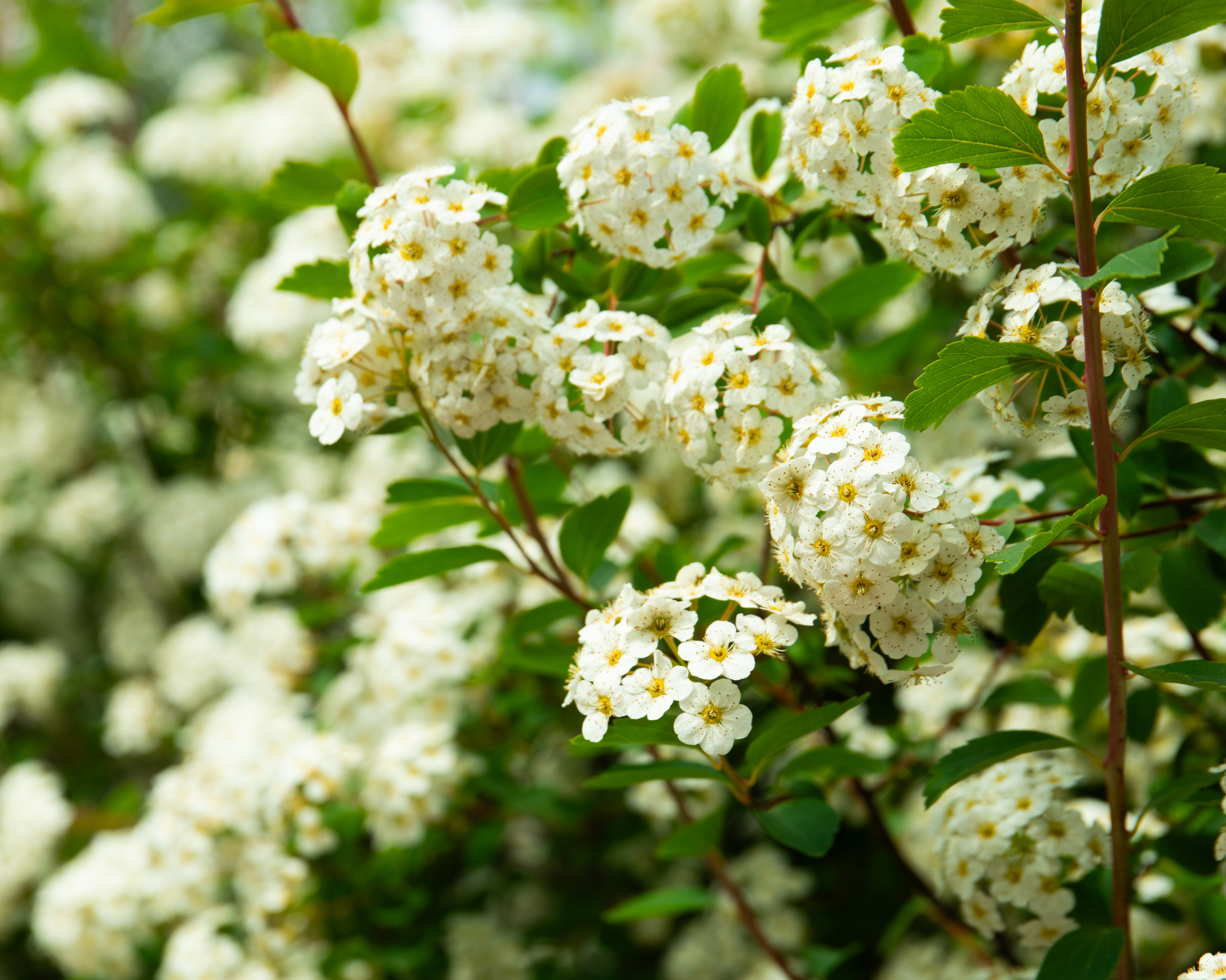 White spirea flowers