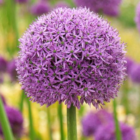 5 Giant Allium Bulbs for Planting, Gladiator Allium , Ornamental Onion Plant, Giant Globe Blooms, Fall Flowering, Purple Flower Plant Easy Grow