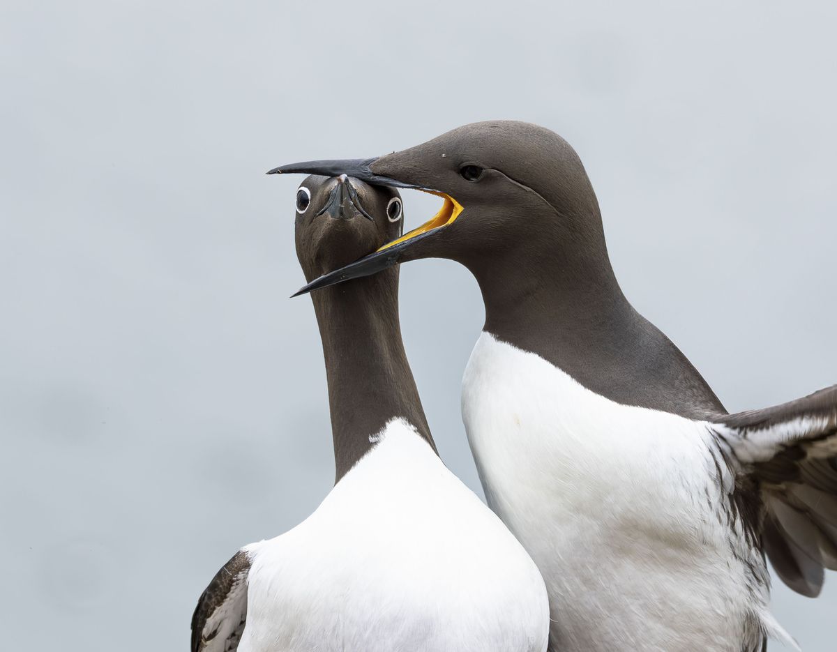 Two Bridled Guillemots in the midst of a domestic dispute. The island of Horn&Atilde;&cedil;ya is always a hectic mix of chaos and noise, squabbling seabirds vying for space and nesting sites.