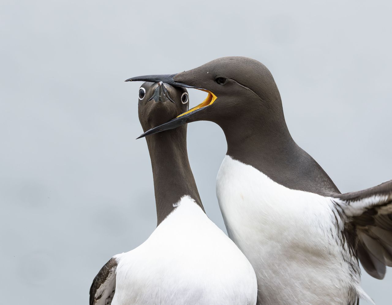 Two Bridled Guillemots in the midst of a domestic dispute. The island of Horn&Atilde;&cedil;ya is always a hectic mix of chaos and noise, squabbling seabirds vying for space and nesting sites.