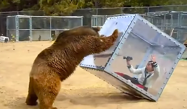 New Japanese Game Show Lets Bears Attack People Inside A Box