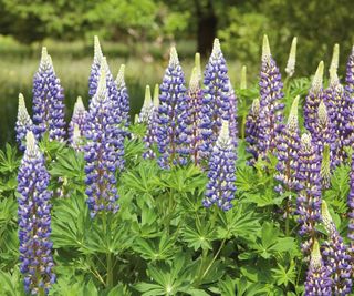 Blue lupines in flower