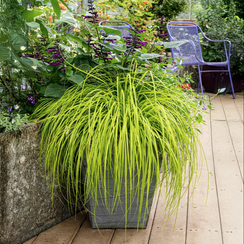 Carex Everillow growing in pot on a deck with chairs in the background