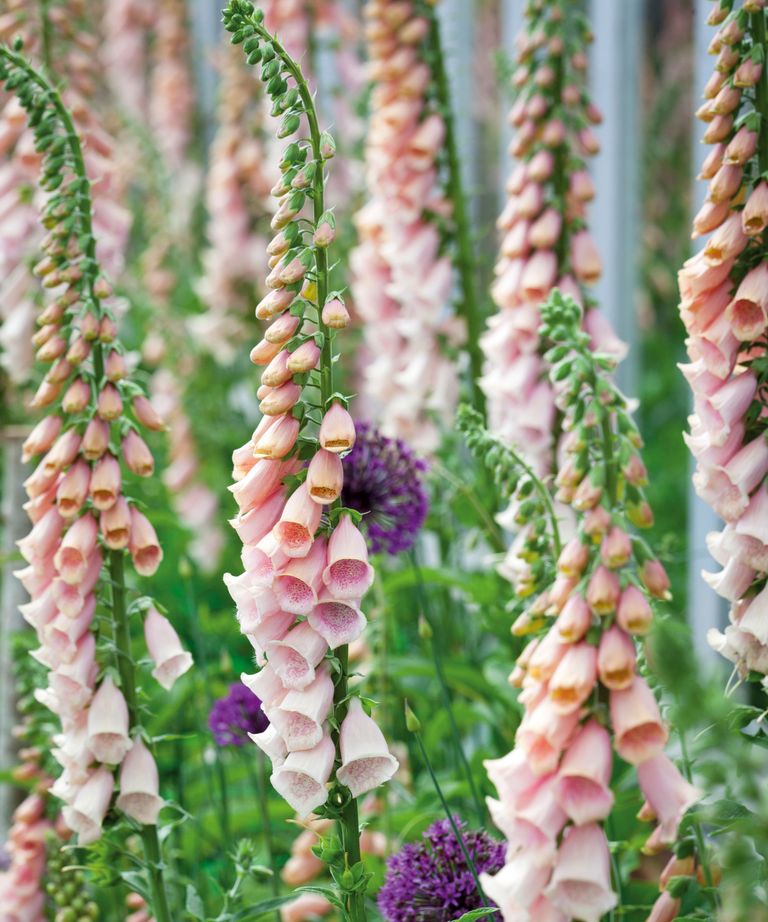 What to plant in June the veg, salads and flowers to grow