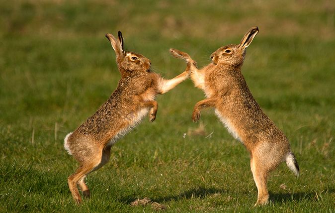 march hares