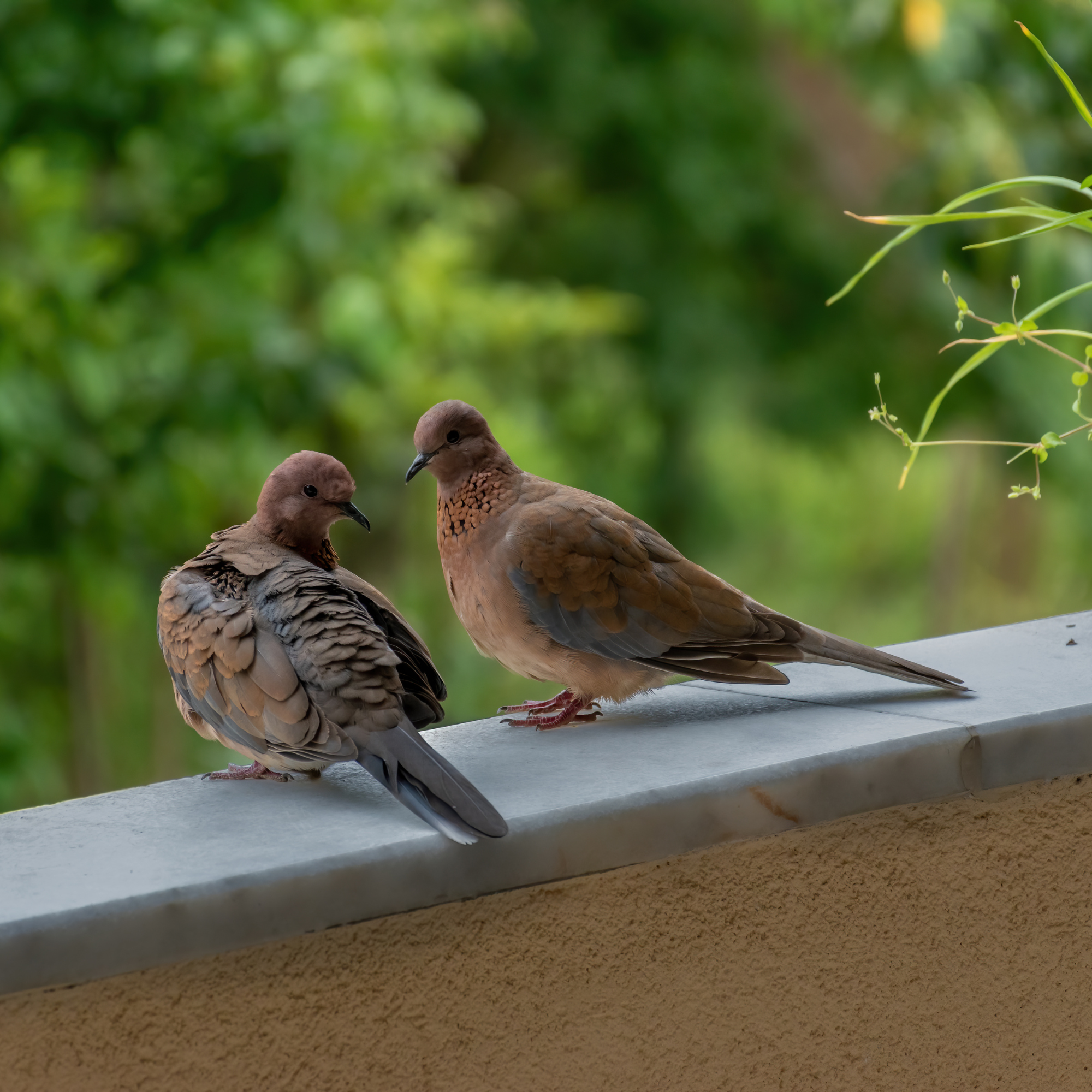 Two doves on a balcony.