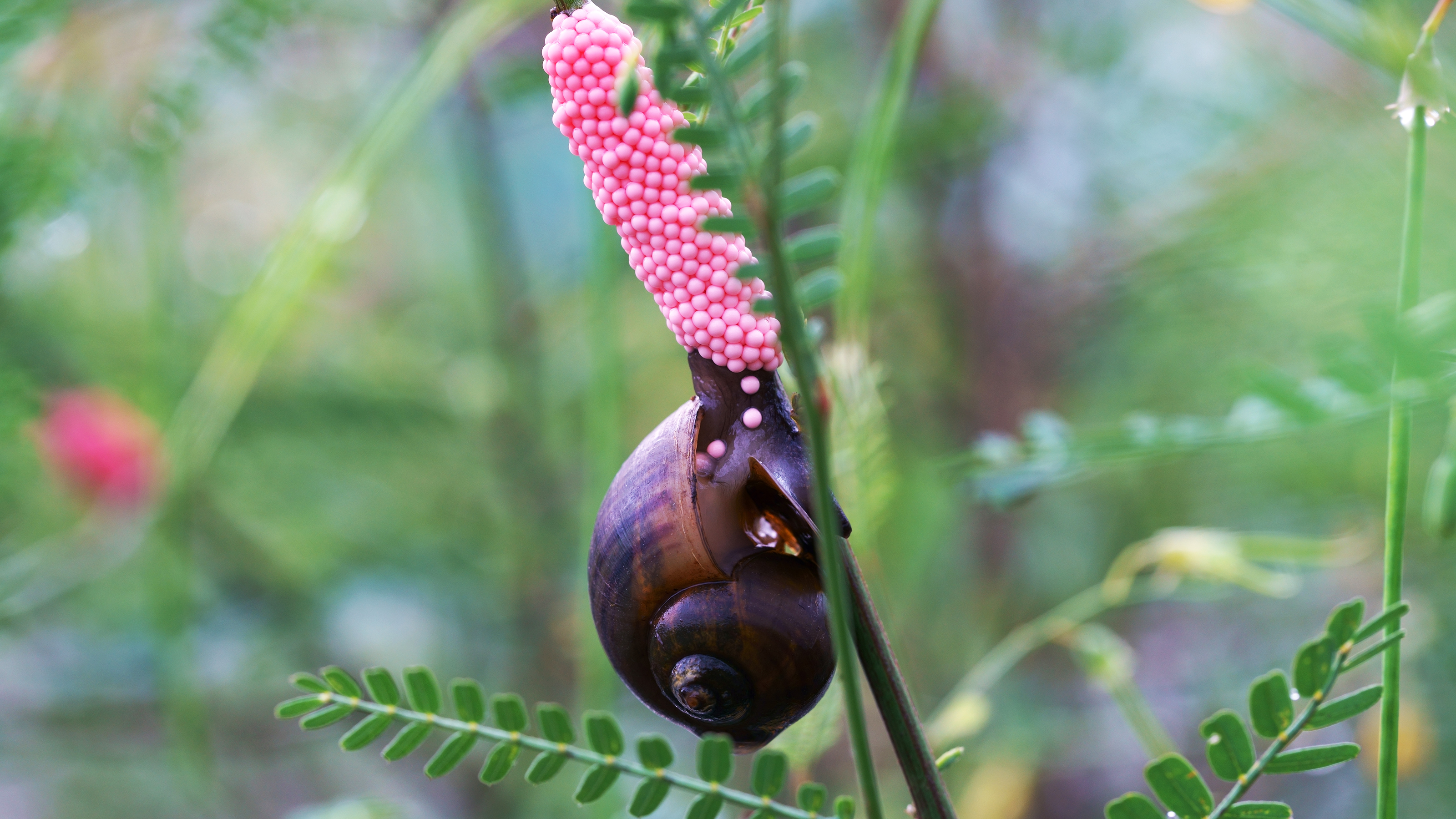 golden apple snail eggs