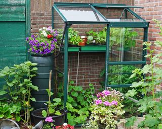 Mini kit greenhouse in urban garden