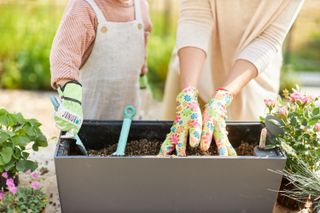 best plants for window boxes: planting a window box