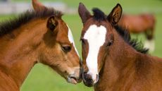 foals-alamy-ATYR5E.jpg