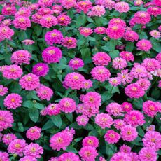 pink zinnia flowers in full bloom