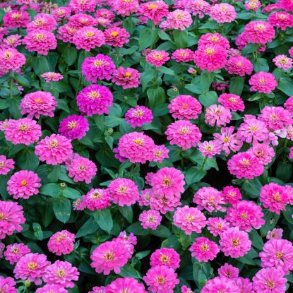 pink zinnia flowers in full bloom