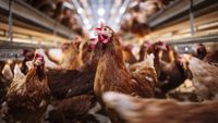 A close-up of chickens in an industrial farm