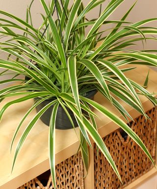 Spider Plant, Chlorophytum comosum