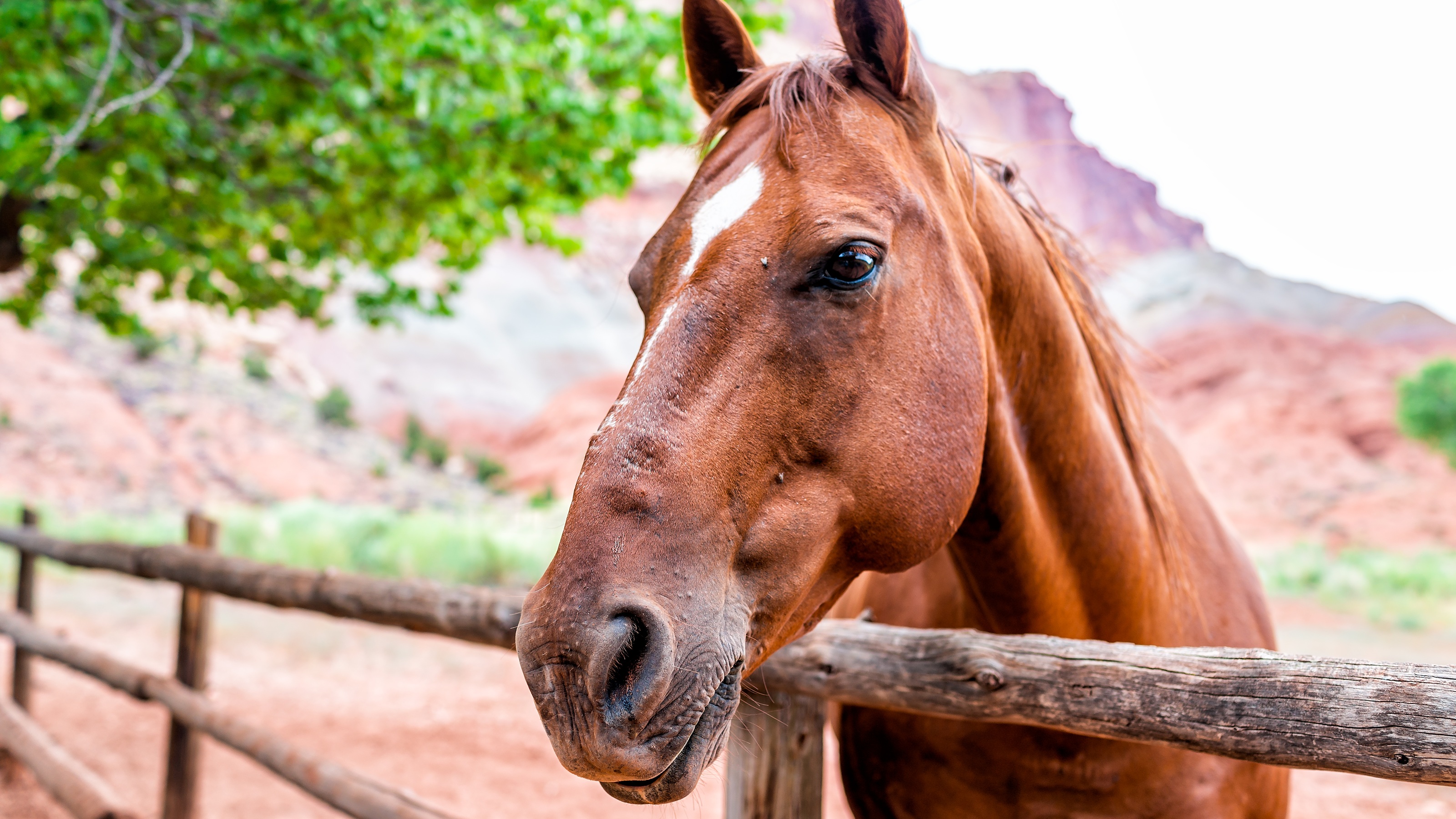 Closeup of a horse next to a fence.