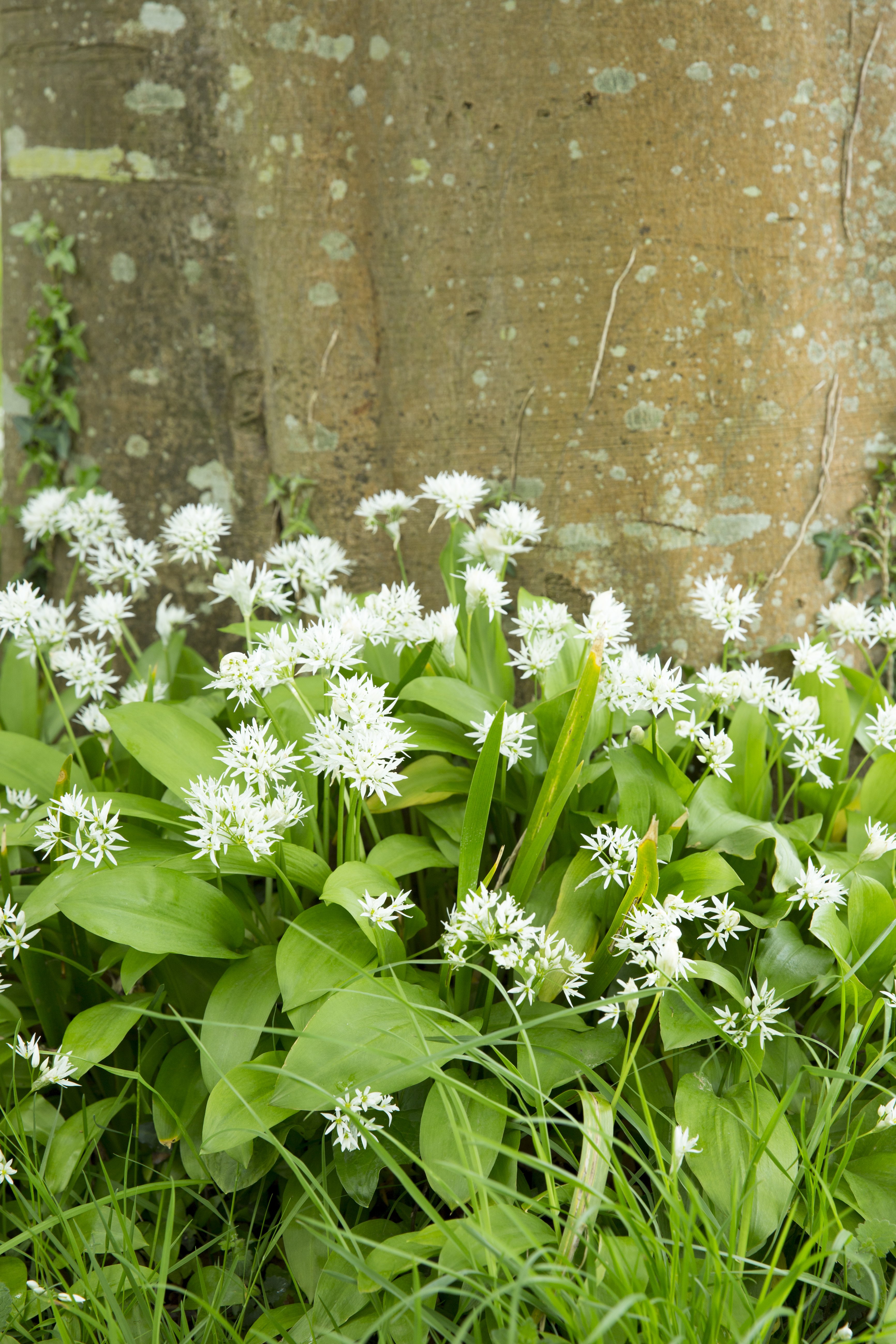 Wild garlic