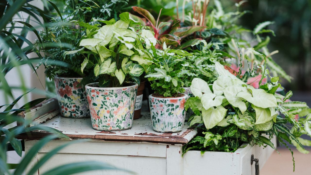 Indoor plants