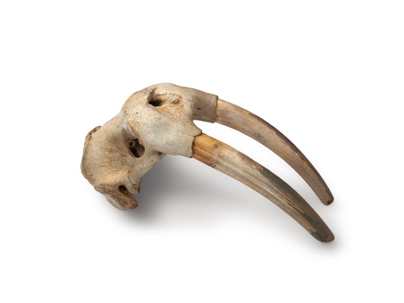 A walrus skull with tusks