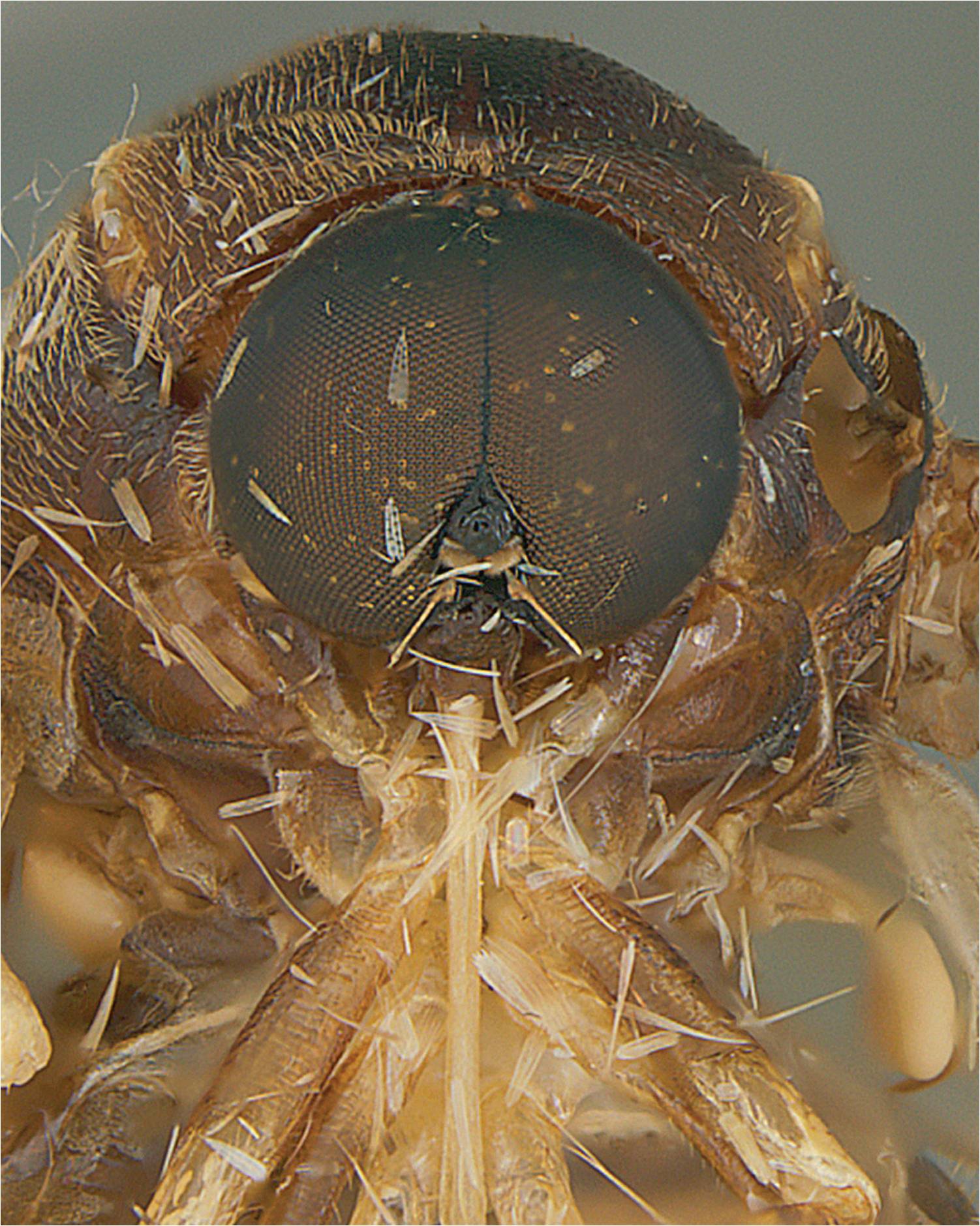 Images Of Spider Flies Parasitic Insects Spider Parasites Page