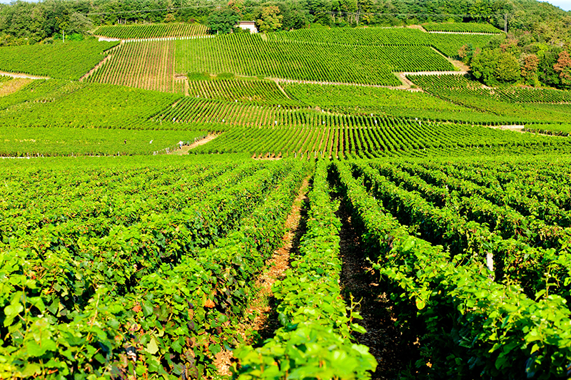 Grand-cru-vineyards-of-Echezeaux.jpg