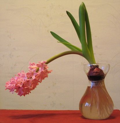 Hyacinth Plant Flopping In Glass Vase
