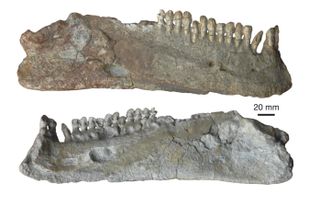 Lower jaw of the Chinese pareiasaur Shihtienfenia, seen in external and internal views. The deep jaw shows it had powerful jaw muscles, and the small leaf-shaped teeth show it fed on plants.