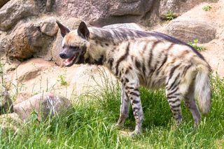 Striped hyenas range from northern Africa to southern Siberia.