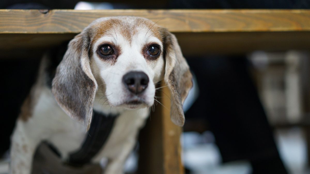 Dog hiding under the table