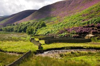 A sheepfold of drystone walls beside Snake Pass in Derbyshire with hillside of purple flowering heather.