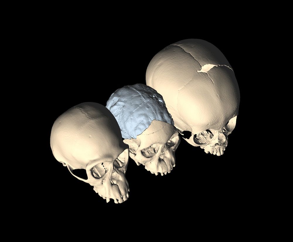 Three dimensional scans of the Taung Child skull.