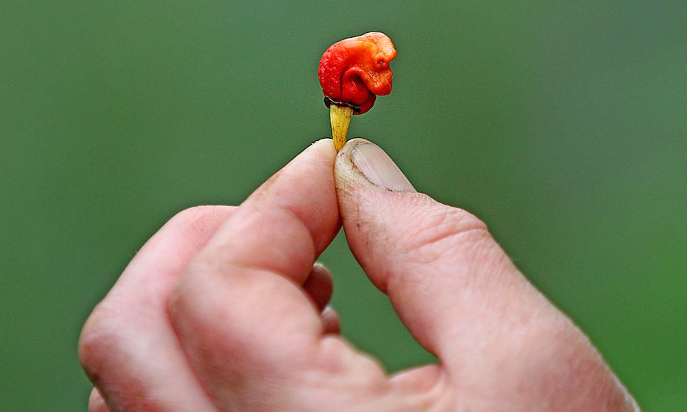 Dragon&#039;s Breath pepper