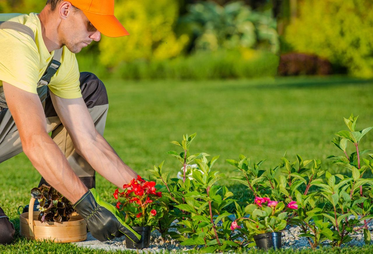 Garden Landscaper Planting Plants