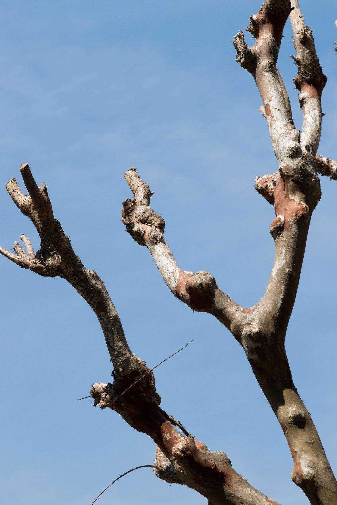 Knots On Crepe Myrtle Tree