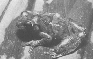 Colombian tree frog was named, Hyla stingi