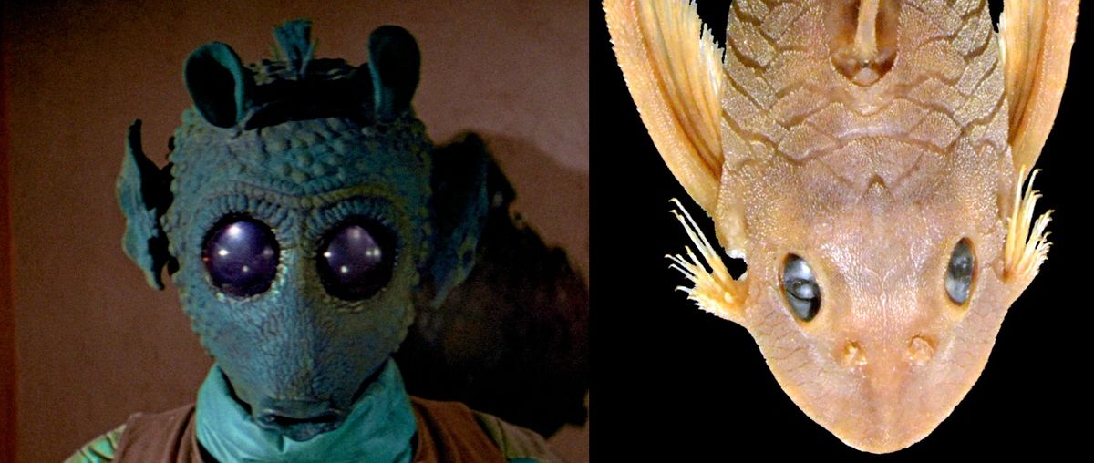 The suckermouth armored catfish (right) has been named &lt;em&gt;Peckoltia greedoi&lt;/em&gt;, after the Star Wars bounty hunter Greedo (left).