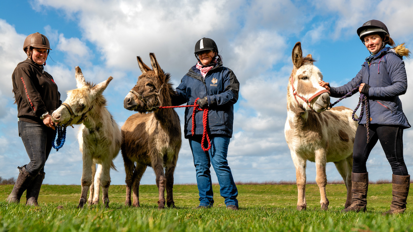 David-Connie-Theo-L-to-R-with-grooms-six-months-after-rescue.-The-Donkey-Sanctuary.jpg